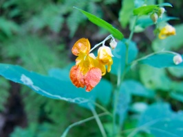 Jewel Weed IMG 3759
